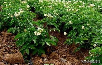 贵州一大学毕业生将家乡马铃薯搬上今日头条,已签约37户种植户